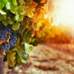 Impacto-climatico-industria-vitivinicola