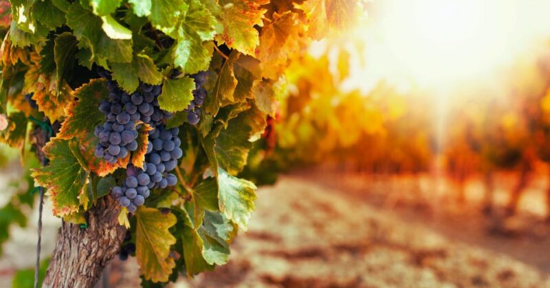 11Impacto-climatico-industria-vitivinicola
