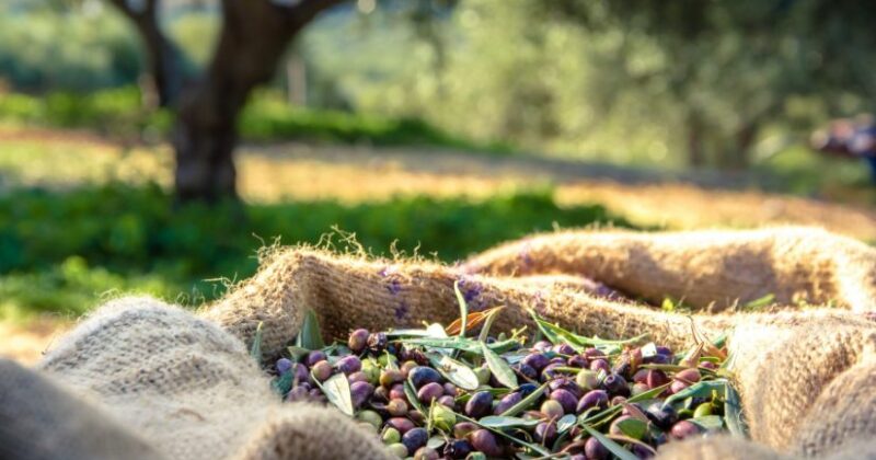 11Cuanto tarda un olivo en dar fruto