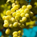 diferencia entre mistela y moscatel