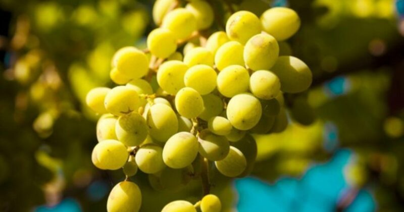 11diferencia entre mistela y moscatel