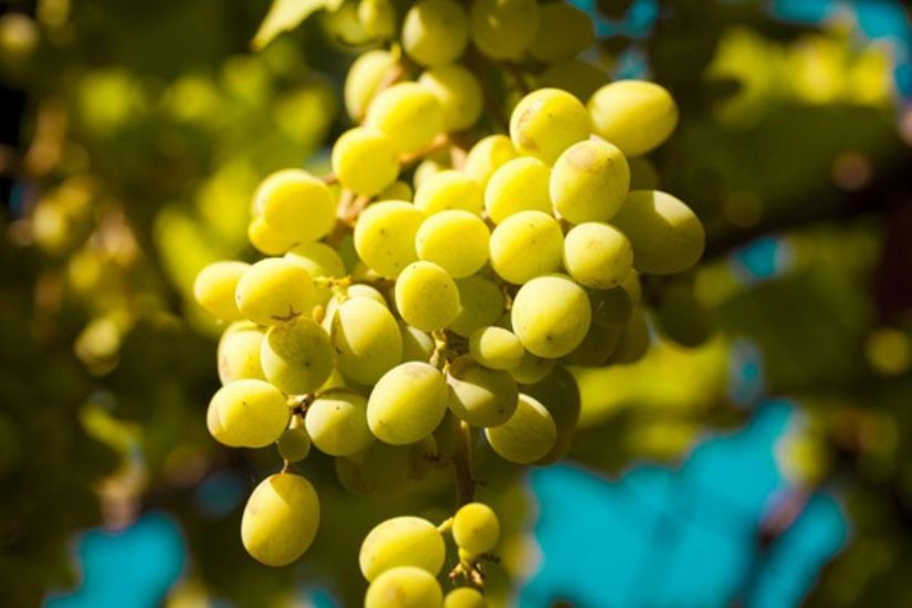 11diferencia entre mistela y moscatel
