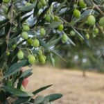 Como plantar un olivo